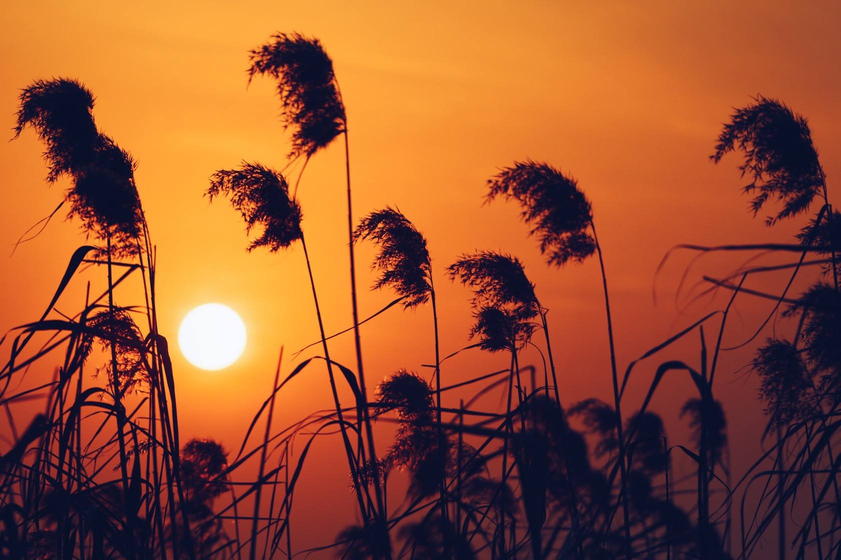 韦应物最经典的一首诗，春潮带雨晚来急，野渡无人舟自横！_搜狐网