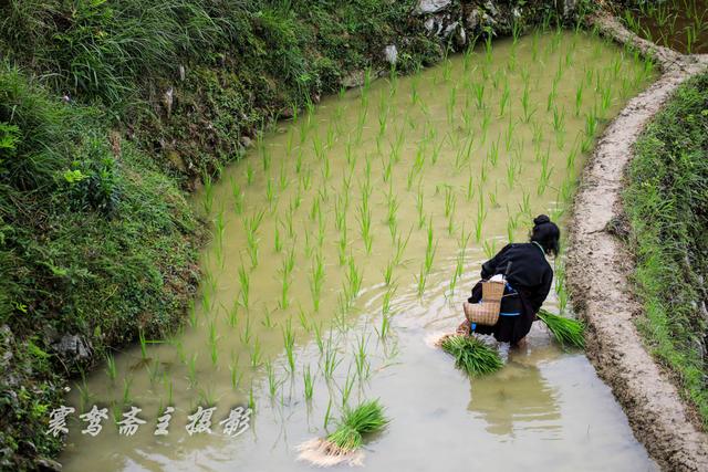 插秧前来从江美德村田边走走，亲手抓几条稻田鱼就在田埂上烤着吃