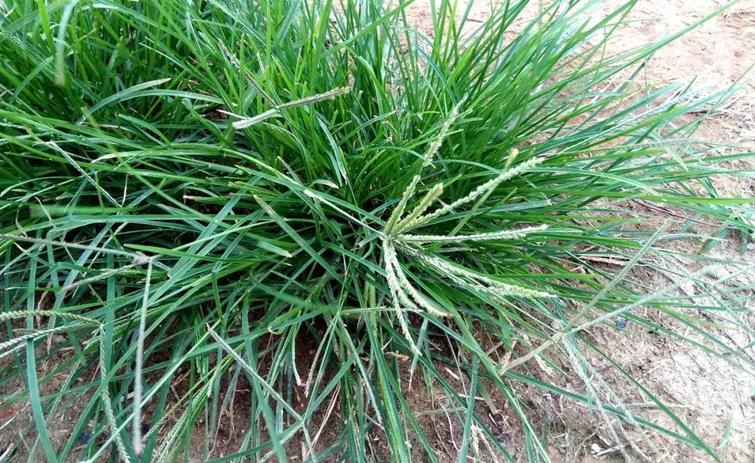 玉米田苗后除草剂_玉米田苗后除草剂药害症状_玉米田苗后除草剂几天见效