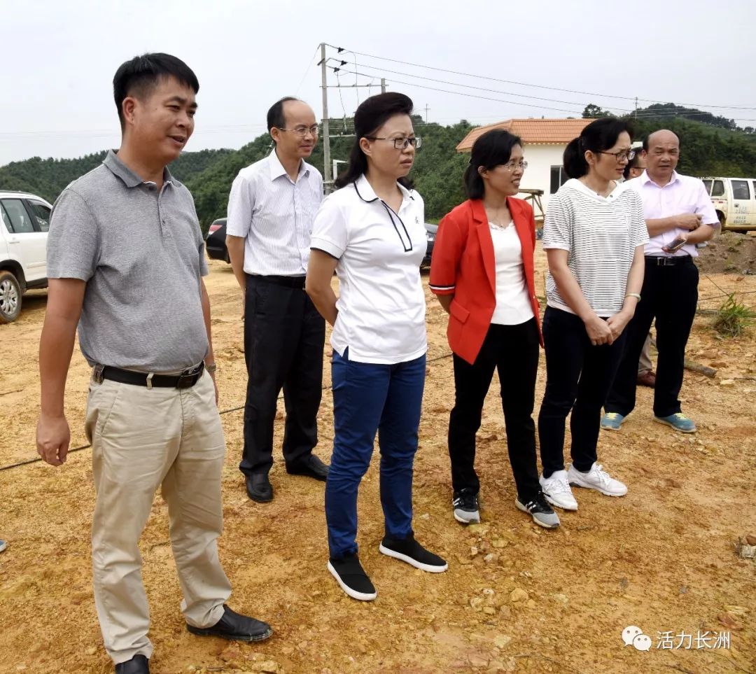 钟碧珍到长洲区摩天岭六堡茶海项目调研服务