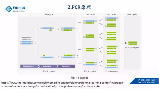 pcr技术利用的原理(2)