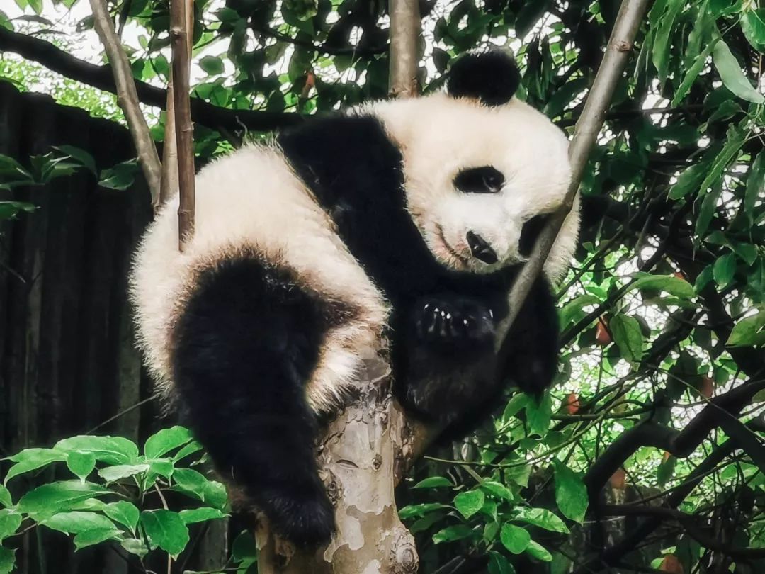 panda 圆滚滚,爱吃竹子的国宝大熊猫 其实是咬合力最高的肉食性动物之