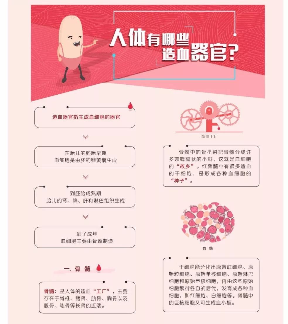 人体有哪些造血器官?一起来了解一下吧!