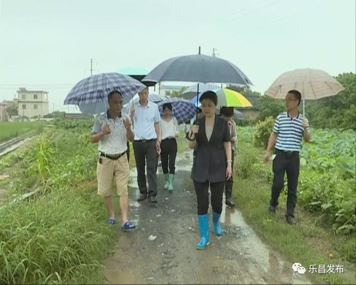 钟曦到北乡镇视察雨后农田受损情况