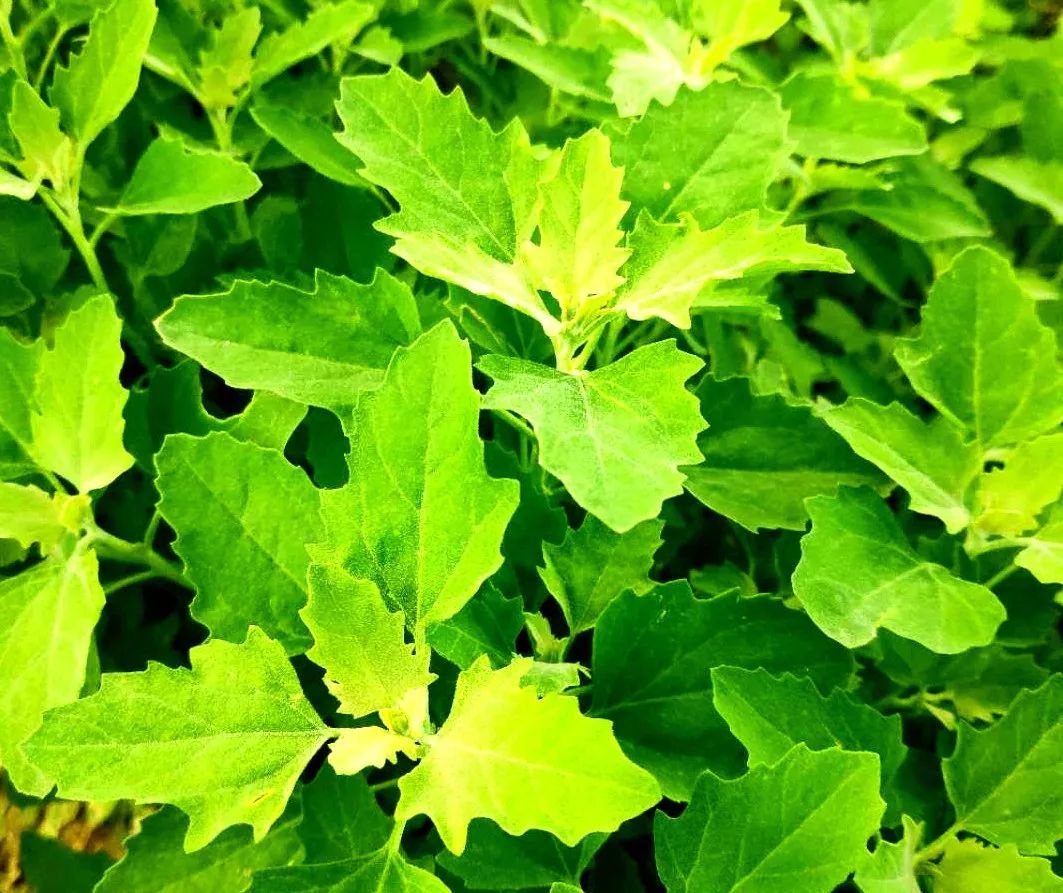 玉米田苗后除草剂_玉米田苗后除草剂几天见效_玉米田苗后除草剂药害症状