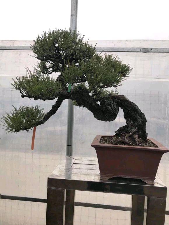 很有造型的黑松