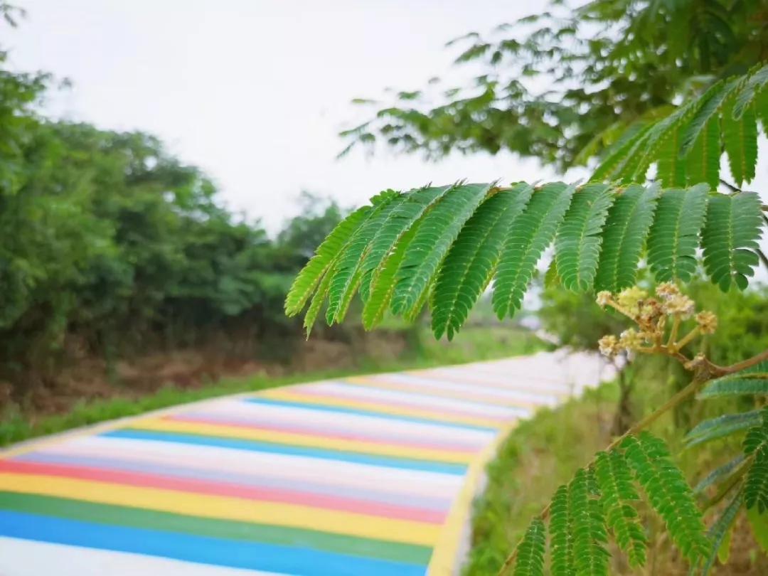 美翻了莫干山新晋网红打卡点彩虹路萱草花海玻璃滑道约起来