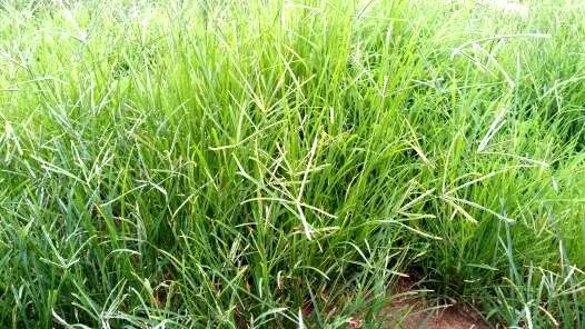 玉米田苗后除草剂几天见效_玉米田苗后除草剂_玉米田苗后除草剂药害症状