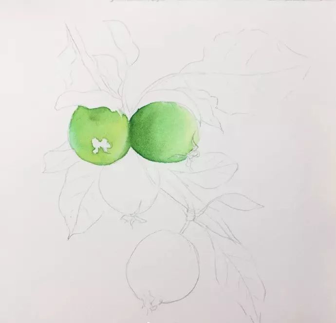 简单小教程水彩海棠果的画法