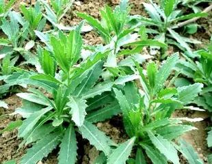 玉米田苗后除草剂_玉米田苗后除草剂药害症状_玉米田苗后除草剂几天见效