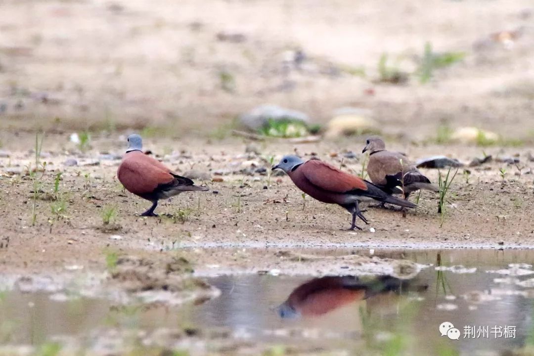 【荆州观鸟】来来来,认识一下火斑鸠