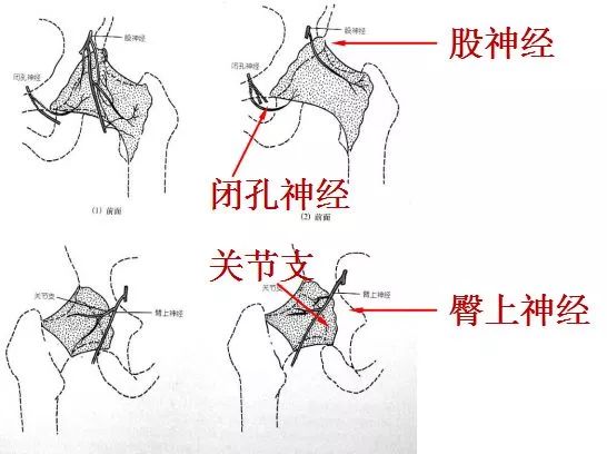 髋关节的体格检查