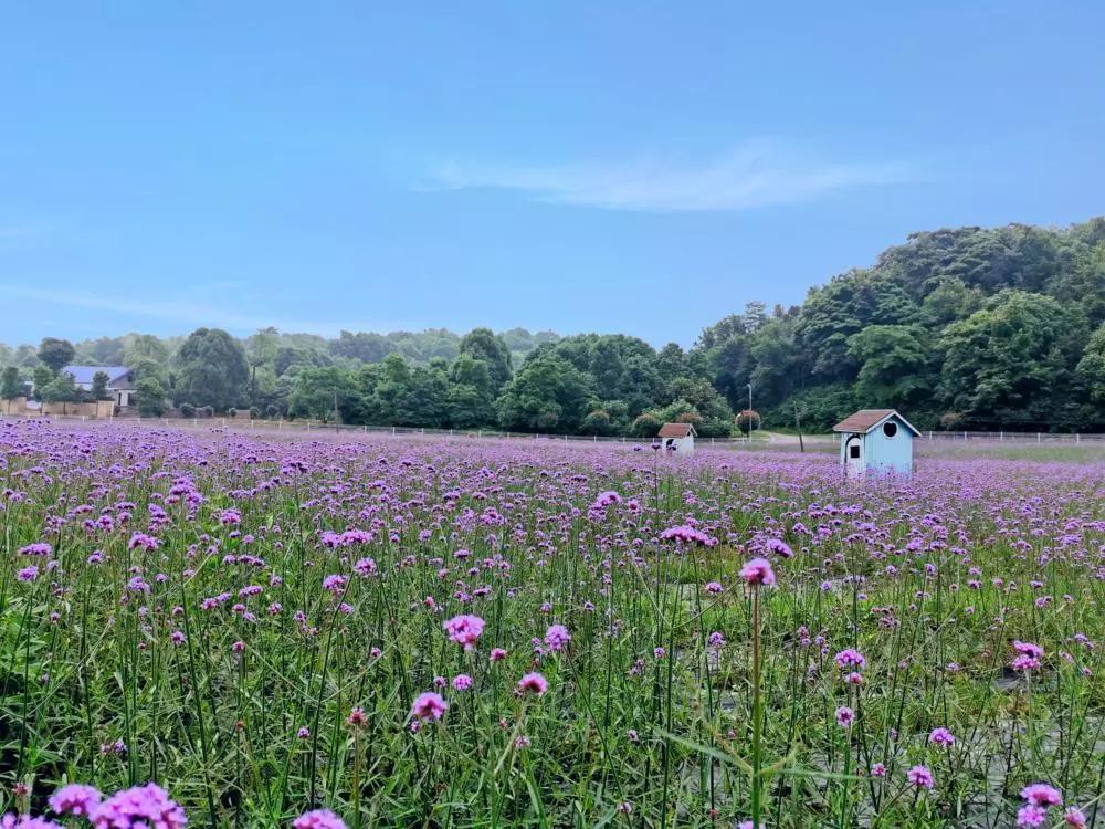 紫 色 的 马 鞭 草 花 海