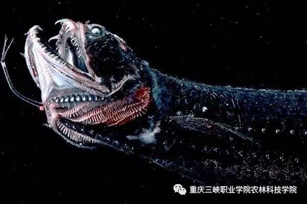 作“深海龙鱼”属于巨口鱼目尽管这种鱼体型不大但却是一种凶恶的捕食者