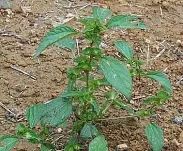 玉米田苗后除草剂药害症状_玉米田苗后除草剂几天见效_玉米田苗后除草剂