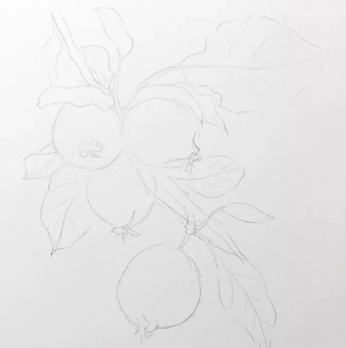 简单小教程水彩海棠果的画法