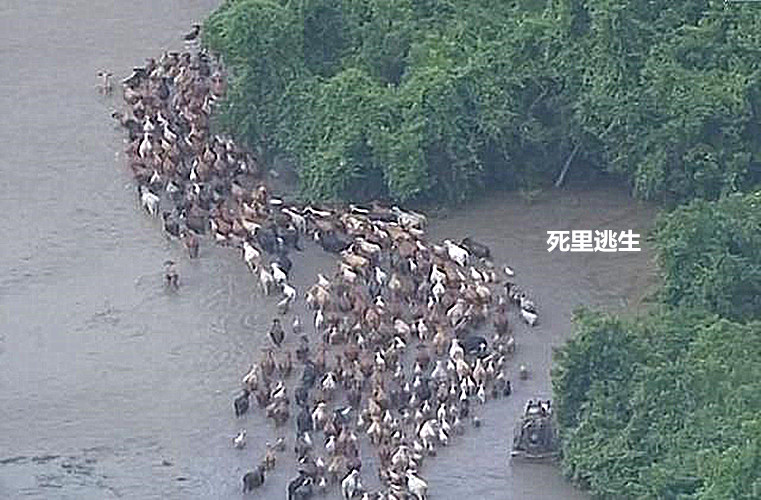 原創
            美國一農場被洪水沉沒，上百頭奶牛被圍困，營救者竟是四條狗 寵物 第1張