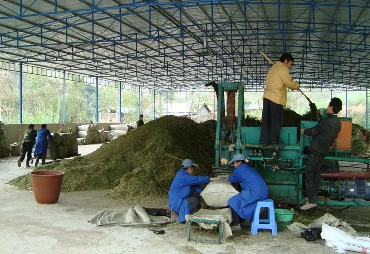 皇竹草青贮加工现场