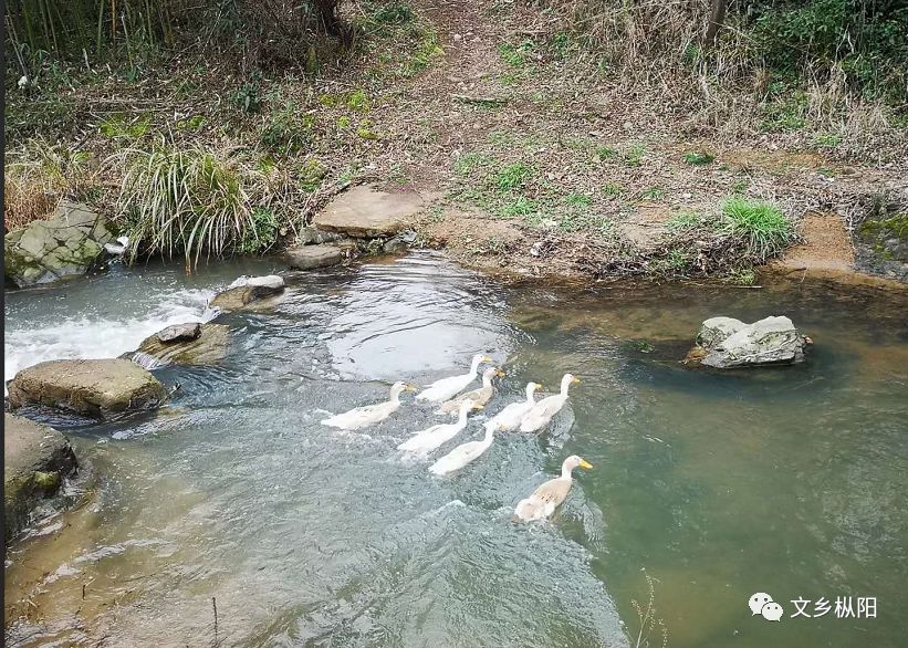 家乡美|新时代的枞阳官桥官山村