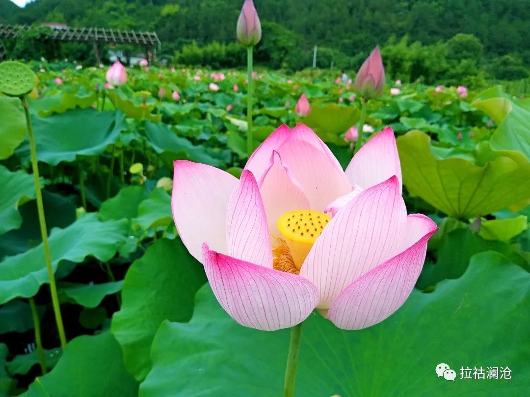 鲜!品荷花 摘葡萄 夏日休闲尽在竹塘