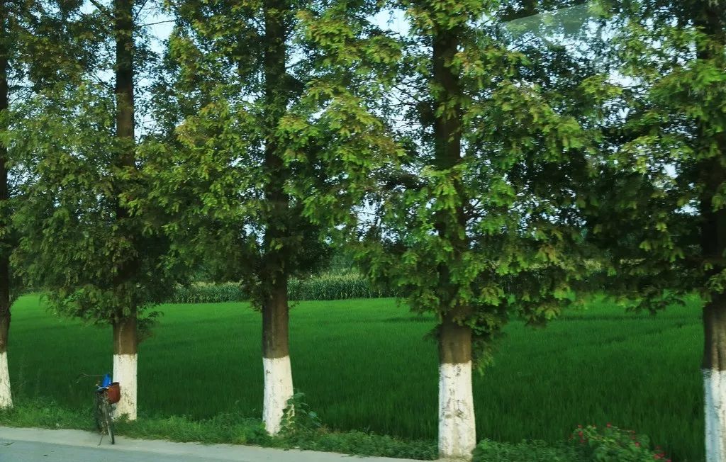 3.了解树木的种植和养护方法 4,学习多角度欣赏树之美