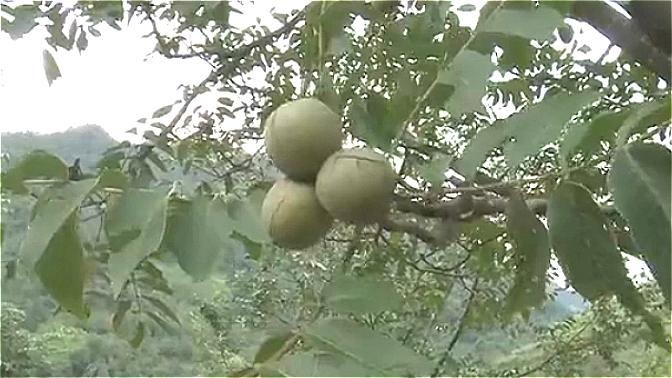 坚果最好的树图片 b4fecbc512474ac0883fff2b048eea89.jpeg