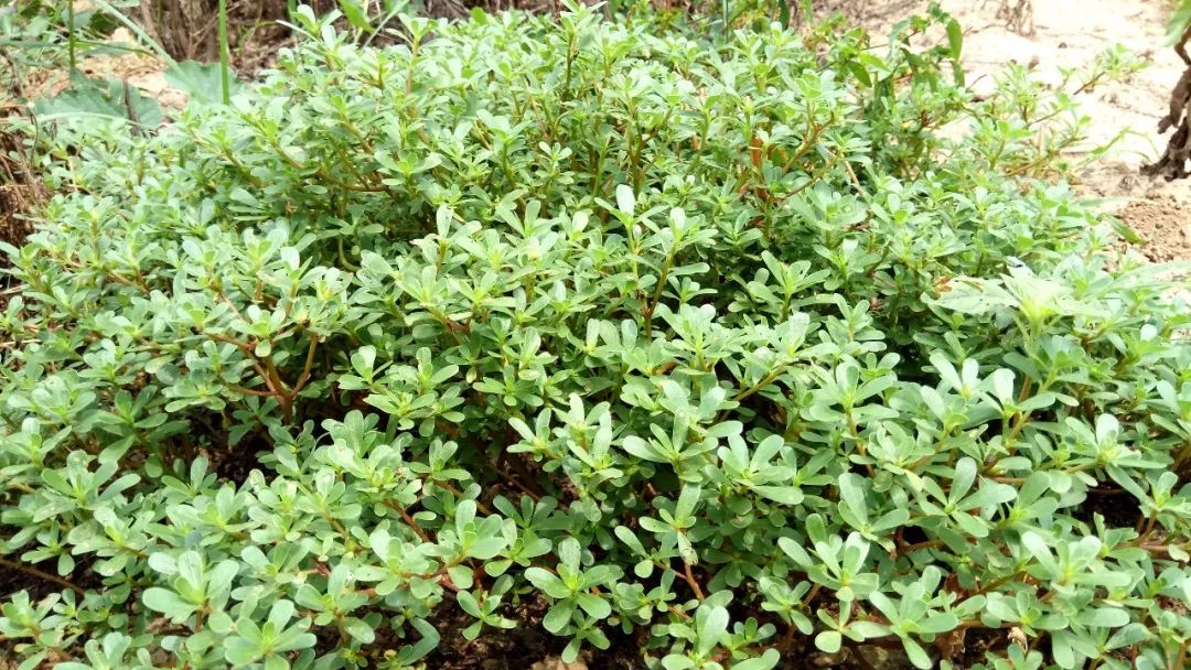 玉米田苗后除草剂几天见效_玉米田苗后除草剂_玉米田苗后除草剂药害症状