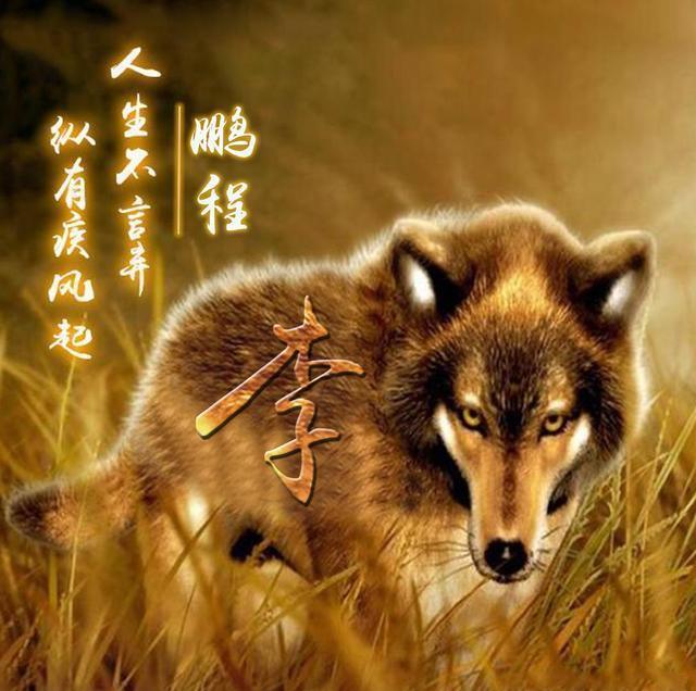你该换个头像了,足足23张狼性励志微信头像,赶紧带走换上吧