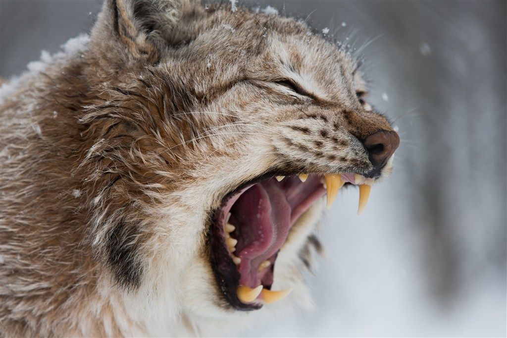 猫咪也会得牙结石,严重时还会危及内脏器官!