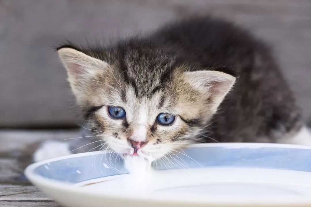 如何选择猫奶粉？