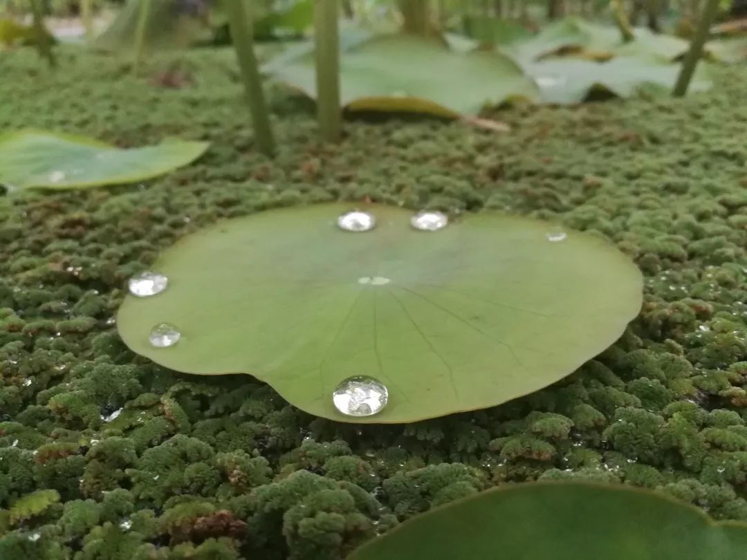 【畲乡美景】灯火阑珊 里光荷花待君赏