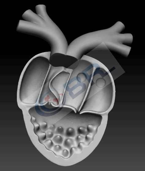 上新啦北京欧倍尔全新推出3d动物学虚拟仿真实验软件