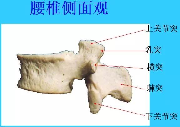 3 ,腰椎 椎体大,棘突呈板状向后平伸.
