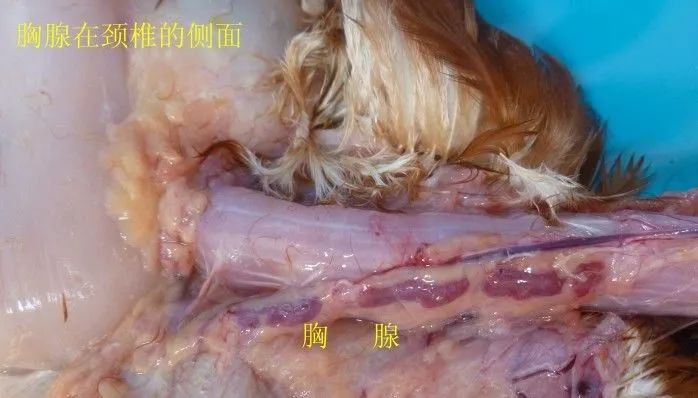 正常的胸腺颜色与健康鸡的胸部肌肉颜色相似(浅黄略带红色色),流感