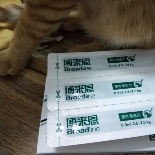 猫咪身上有虱子怎么办