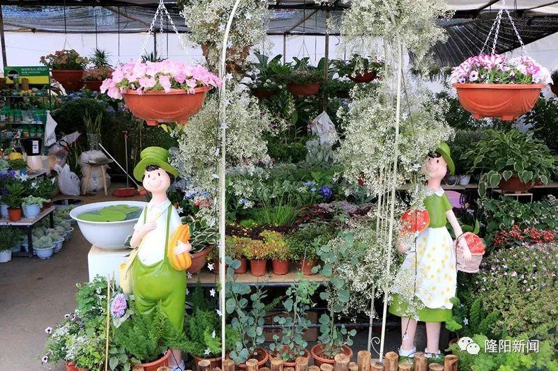 【隆阳·栏目】《大家谈》——百年花市 魅力依旧_保山