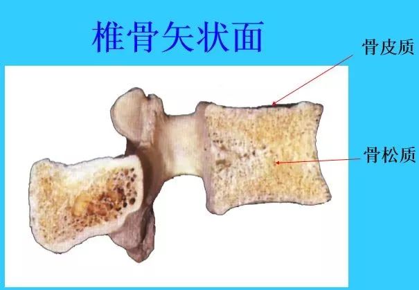 二,各段椎骨的特征 颈椎:  (1)椎体小,有横突孔,棘突分叉,上下关节突