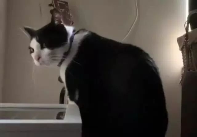 猫咪自带闹钟!每天凌晨用吉他叫铲屎官起床,网友:演奏