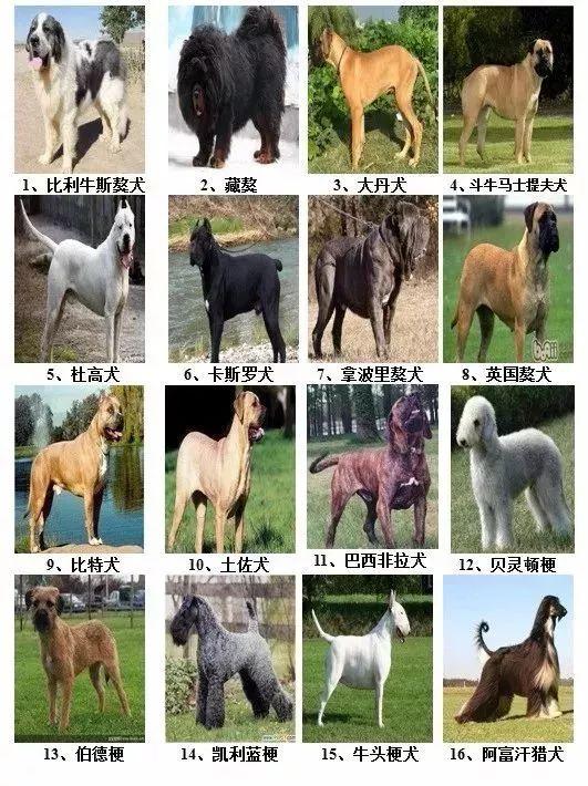 46个品种犬将在灌云县城区禁养,现在征求您的意见啦!
