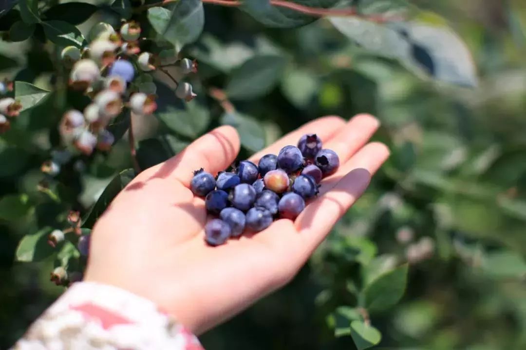 好吃的本地蓝莓,送货到家!(包邮)