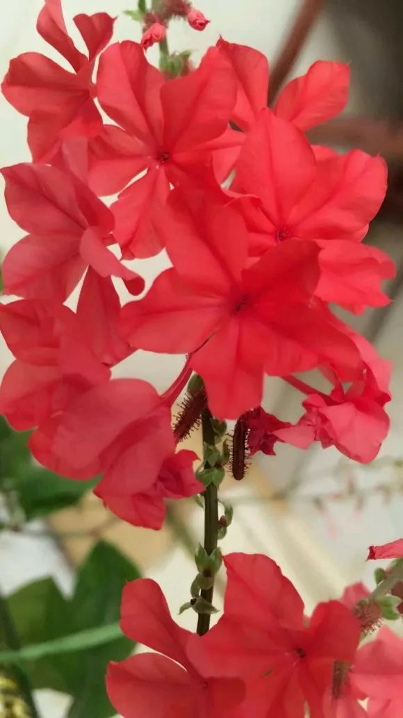 蓝雪花清爽红雪花热烈白雪花雅洁太好看啦