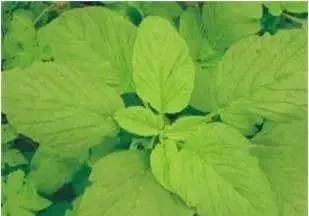 玉米田苗后除草剂_玉米田苗后除草剂几天见效_玉米田苗后除草剂药害症状