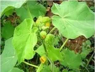 玉米田苗后除草剂_玉米田苗后除草剂几天见效_玉米田苗后除草剂药害症状