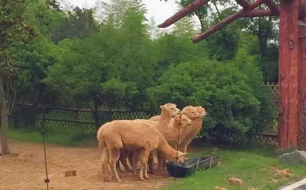 龙之梦动物世界整体开业时间预计在今年国庆期间,届时,人行区与车行