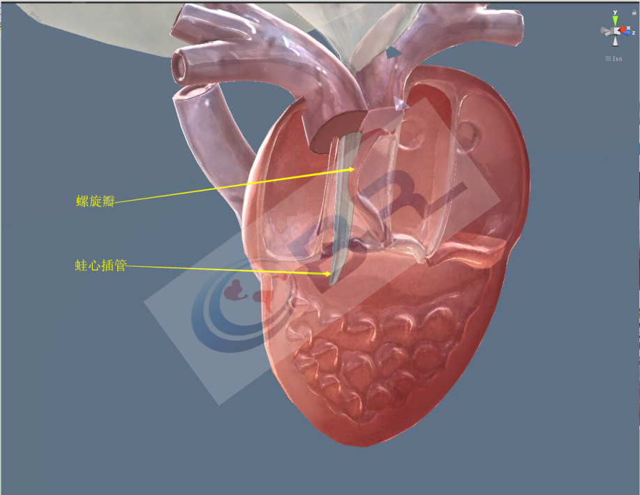 心脏的内部结构3d模型操作者可以模拟青蛙解剖过程,可以选择心脏透视