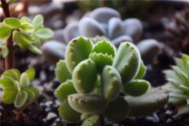 多肉种子怎么播种浇水 ebb2afad1dec453198180bbfa384bc3f.jpeg