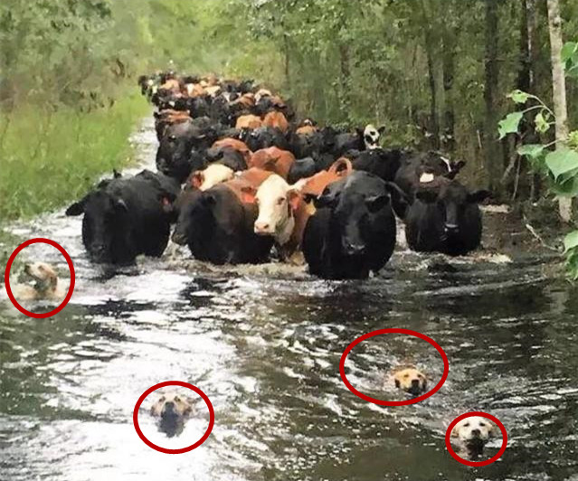 原創
            美國一農場被洪水沉沒，上百頭奶牛被圍困，營救者竟是四條狗 寵物 第2張