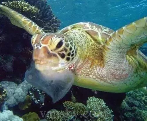 海龟寿命一般几年 f4c3205cf966416fada64176085907c1.jpeg