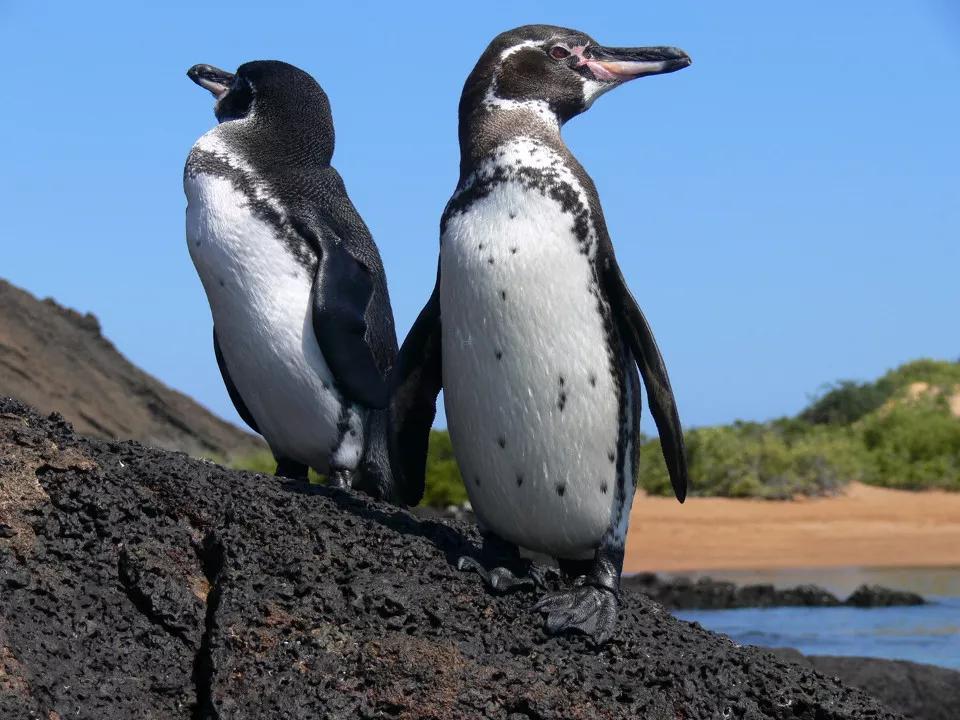 企鹅作为南极的标志,为什么也可以在热带的赤道上生存