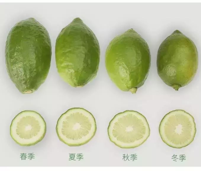 用香水柠檬,香茅做茶饮不好喝 问题可能出在原料上